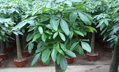 綠植室內(nèi)最好養(yǎng)的是哪幾種？