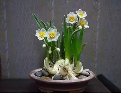 為什么要選擇綠植租賃公司租植物？