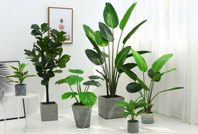 選擇綠植租擺為何比買綠植合適呢？